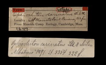 Media type: image;   Invertebrate Zoology OPH-1649 Aspect: labels
